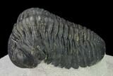 Pedinopariops Trilobite With Good Eyes - Mrakib, Morocco #154370-5